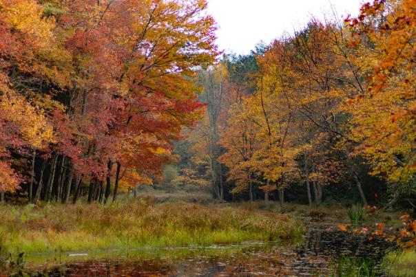 A view of the fall foliage at Promised Land State Park in the Poconos
