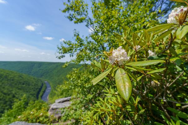 Spring flowers bloom at the Tank Hollow Overlook in the Pocono Mountains