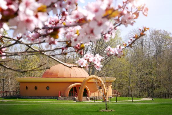 Cherry blossoms bloom on branches above the Himalayan Institute in the Poconos.