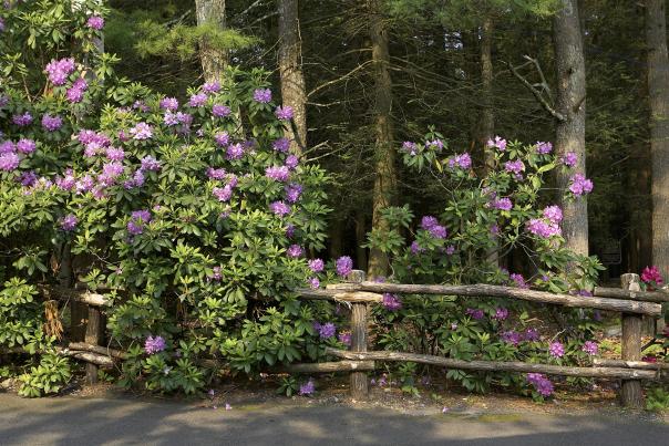 A beautiful rhododendron bush in full bloom in the Poconos.