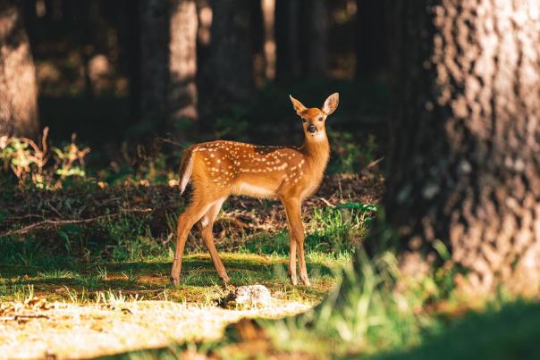A baby deer pauses in the forest in the Poconos