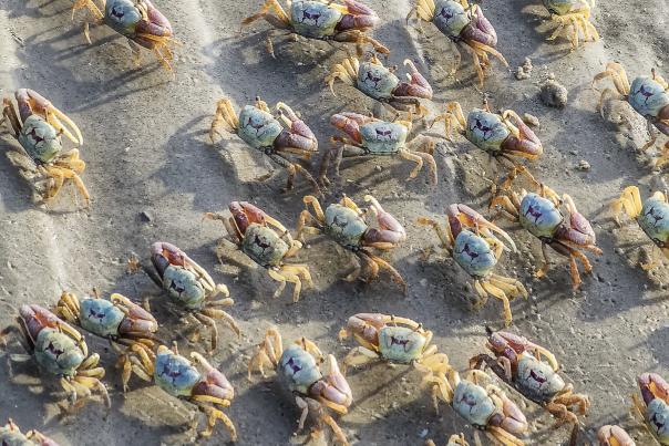 Crabs on the Beach