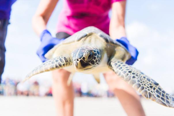 Sea Turtle Release