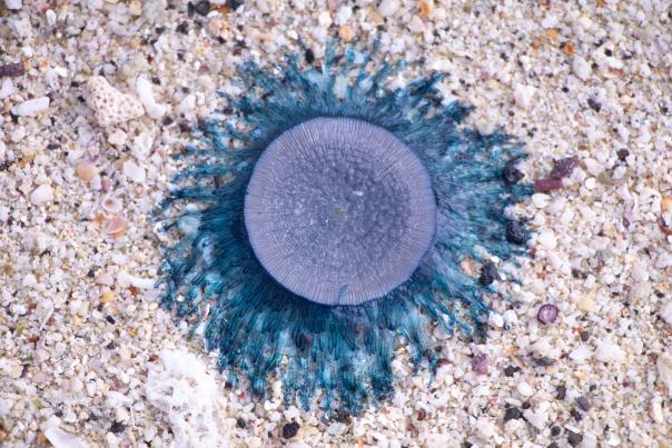Blue Button Jellyfish