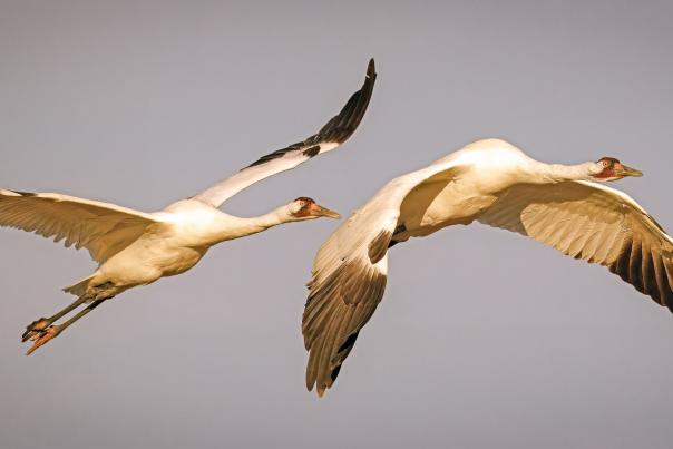 whooping crane jim gilmore