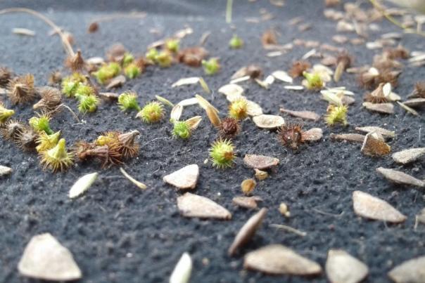 Spiky green seeds lie on blacktop