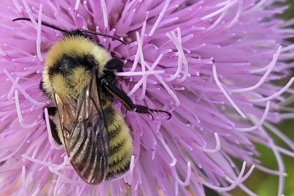 A bumble bee stands on a light purple flower.