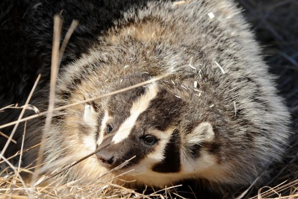 A brown, gray, and white badger faces the viewer while sitting in dry vegetation.