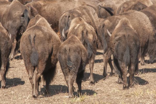 A rear view of a group of bison on dusty ground.