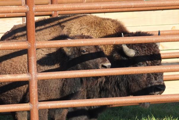 A bison cow and calf stand behind a metal fence corral.