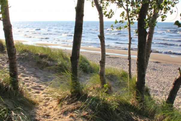 Dune beach trees