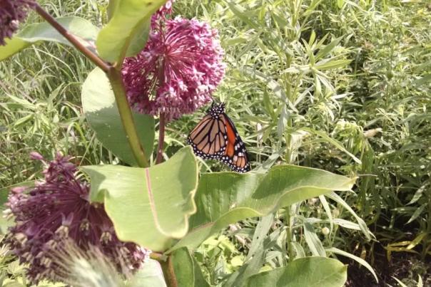 An orange and black butterfly hangs upside down from a round and pick flowering plant.
