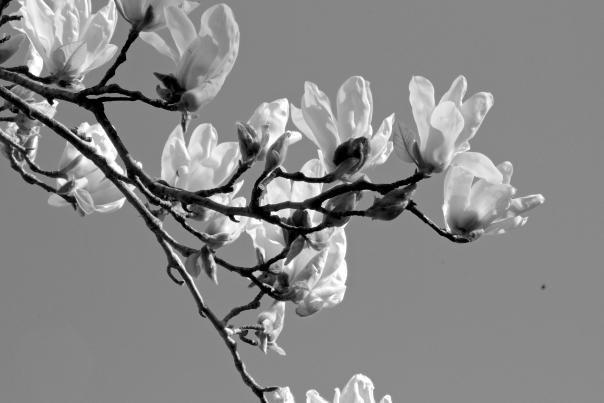 Black and white photo of a flowering tree branch