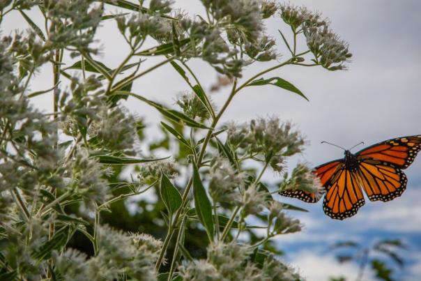 A monarch flies across a partly cloudy sky to land on plants
