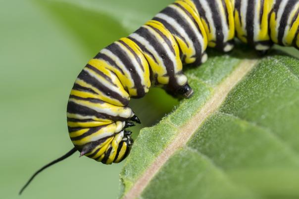 A yellow, black, and white striped caterpillar eats a green leaf.
