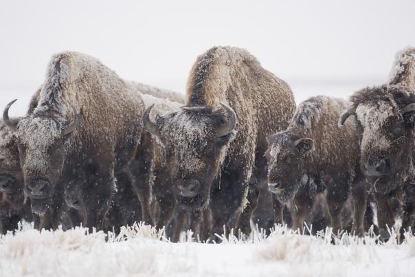 A group of snow-covered bison stand on snowy ground.