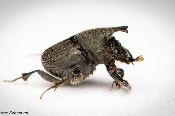 A closeup of a dark brown beetle against a white background.