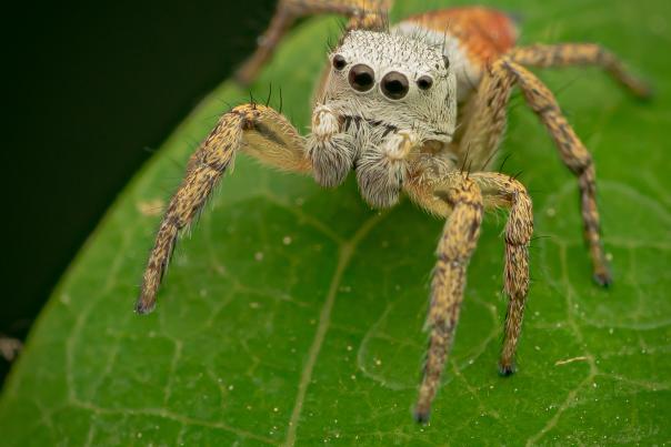 A tan and orange jumping spider with black eyes stands on a leaf