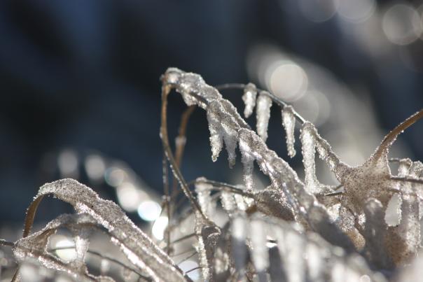 A close up of icicles hanging from beach grass. The background is blurred.