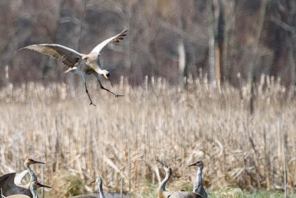 Sandhill Cranes at Great Marsh