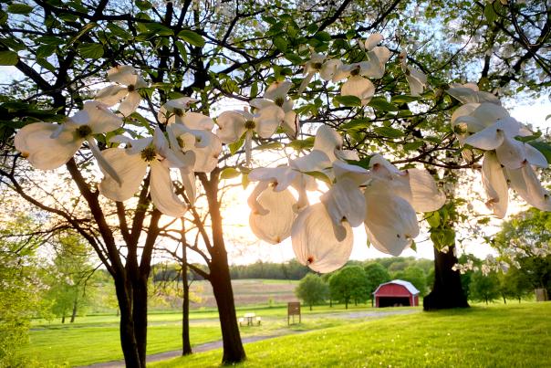 A flowering tree in the foreground lets in light from the setting sun. A red barn can be see in the background, surrounded by trees.