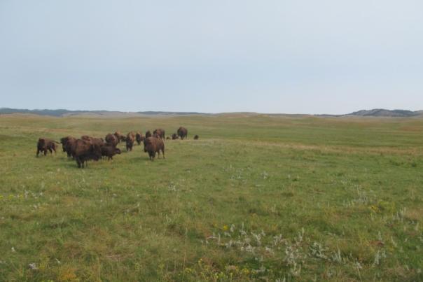bison-whitney-preserve-sd-ryan-w-768x576