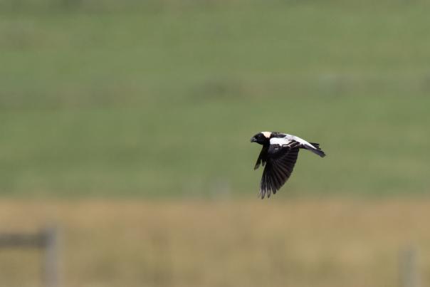 A black and white bird flies it the right of the photo. The green a brown background is blurred.