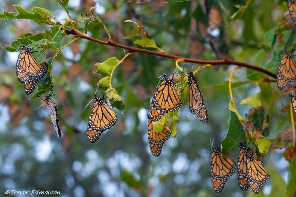 A group of monarchs hang from a tree branch. Green leaves hang between the butterflies.