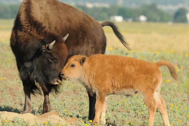 rocky_mtn_aresenal_nwr_rich_keen_dpra_bison_and_calf-768x581