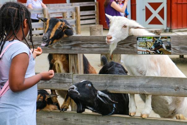 RWP Zoo Goats