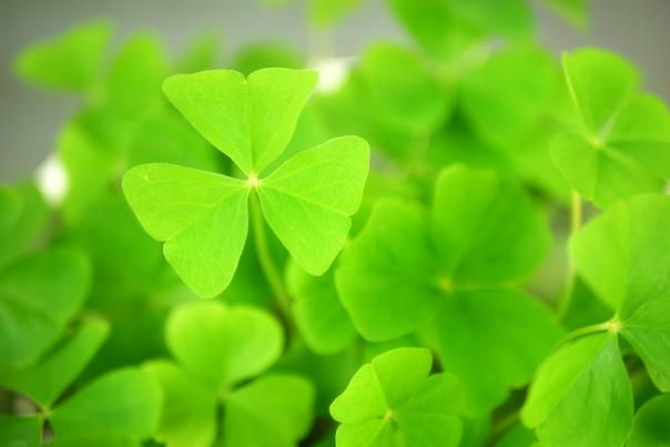 Shamrocks