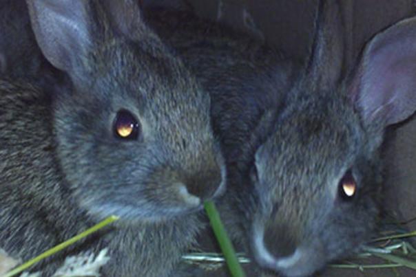 Easter Fun at the RWP Zoo