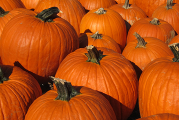 pumpkin