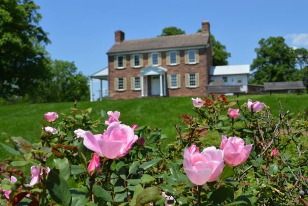 pink roses in the foreground of Ben Lomond Historic Site