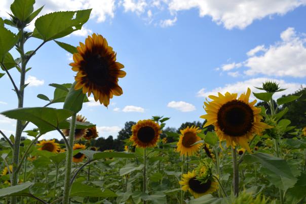 A field of sunflowers