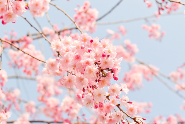 Cherry Blossom