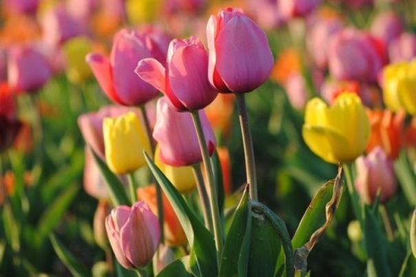 Field of tulips