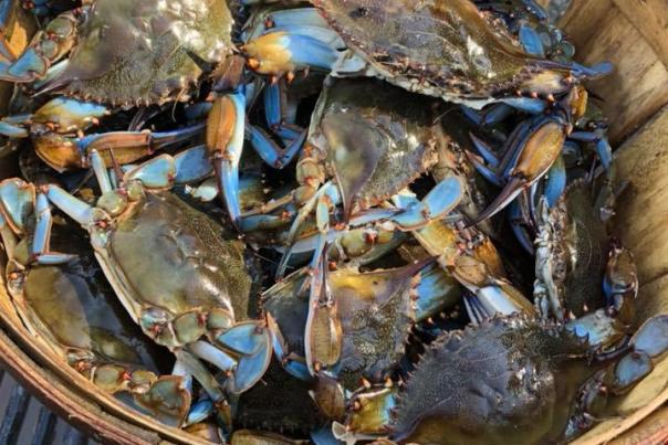 A bucket of crabs