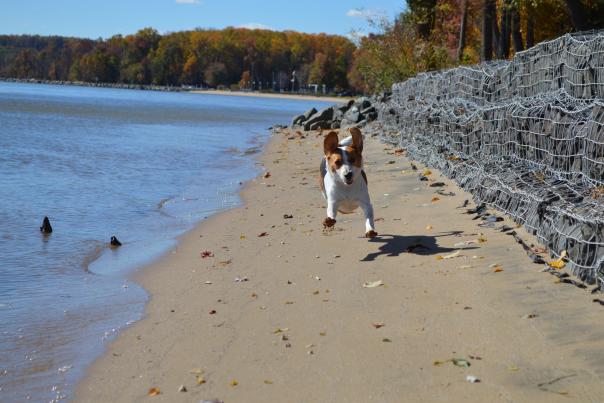 dog leaping on the sand at Leesylvania state park