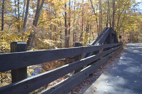a bridge leading into a forest