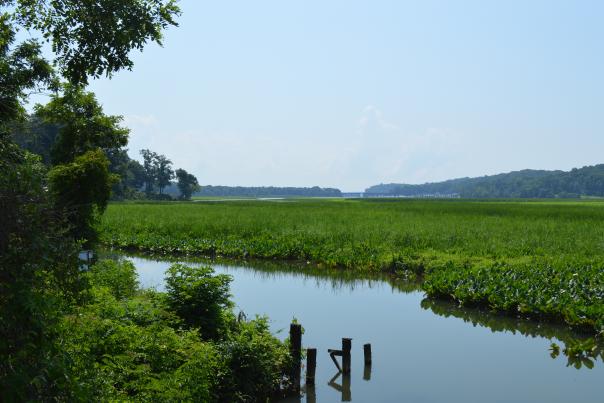 Neabsco Creek Wetlands