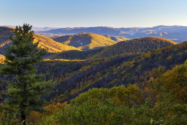 fall foliage on a mountain top