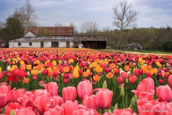 a field of tulips with a white barn in the background