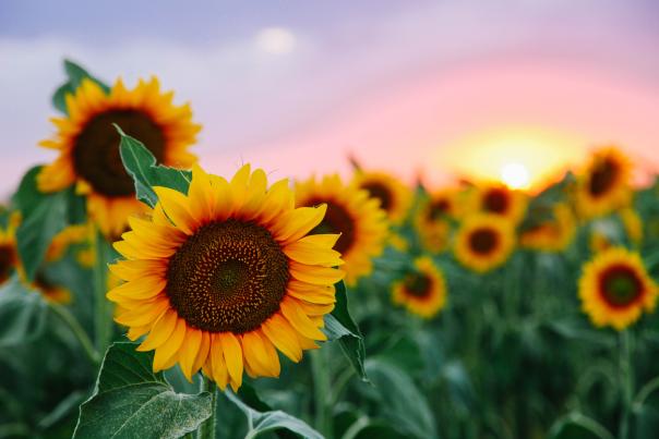 field of sunflowers at sunset