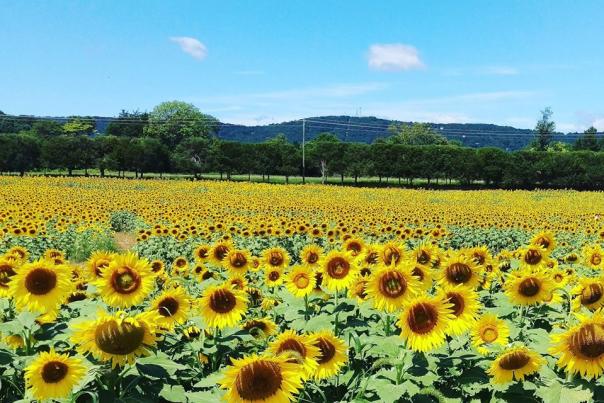 field of sunflowers at Burnside Farms