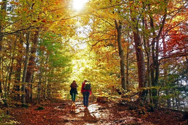 couple hiking on a trail in the forest with a small dog during Autumn