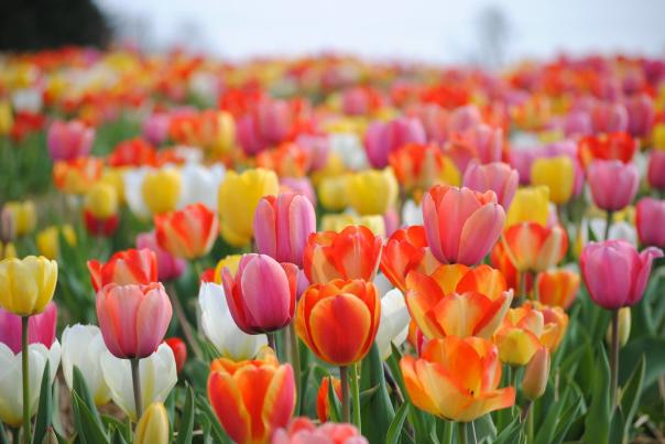 Tulips Burnside Farms