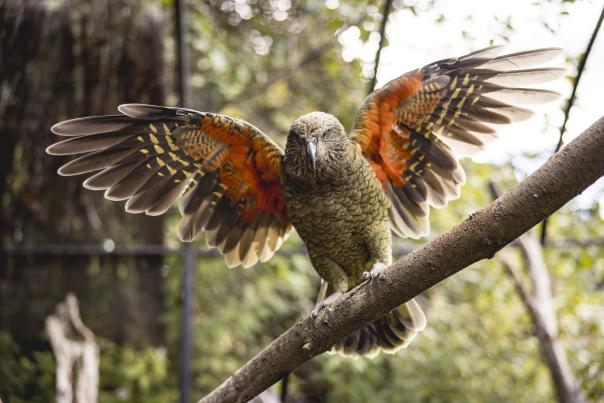 Kea at Kiwi Park Queenstown