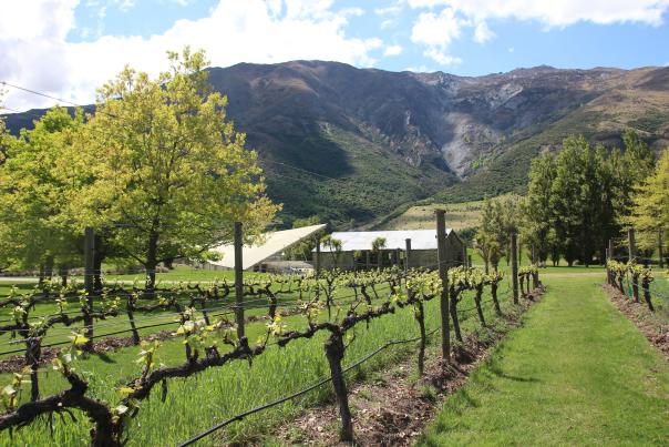Grape vines at Peregrine Wines, Central Otago