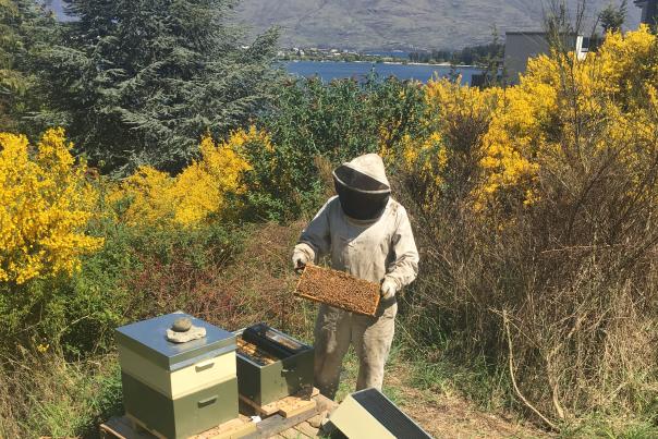 The Rees Queenstown beehives
